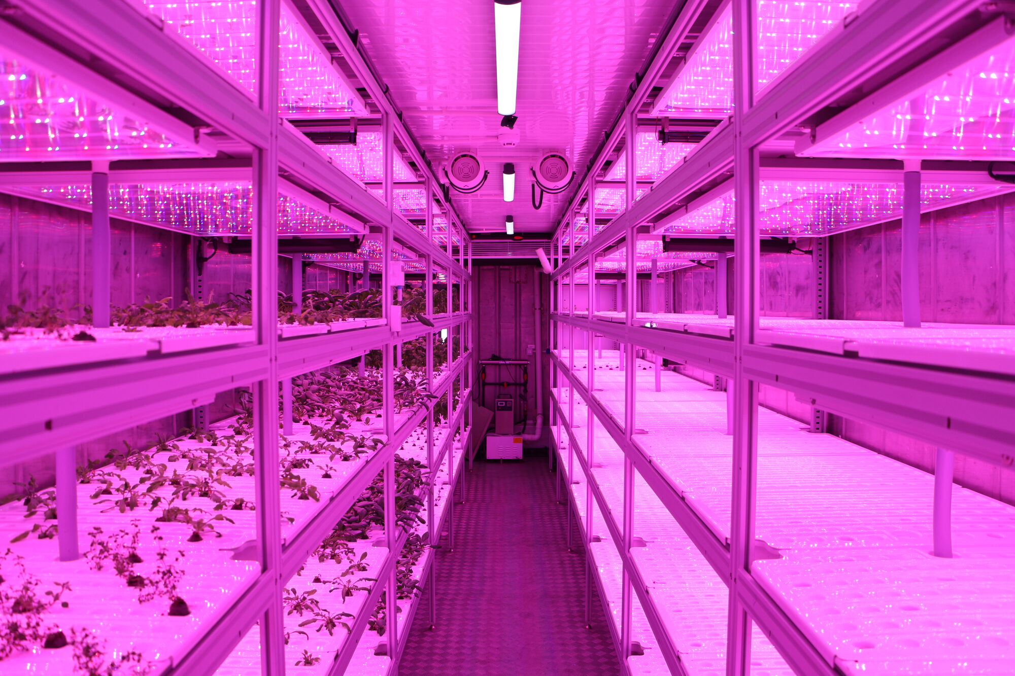 Central aisle between growing frames