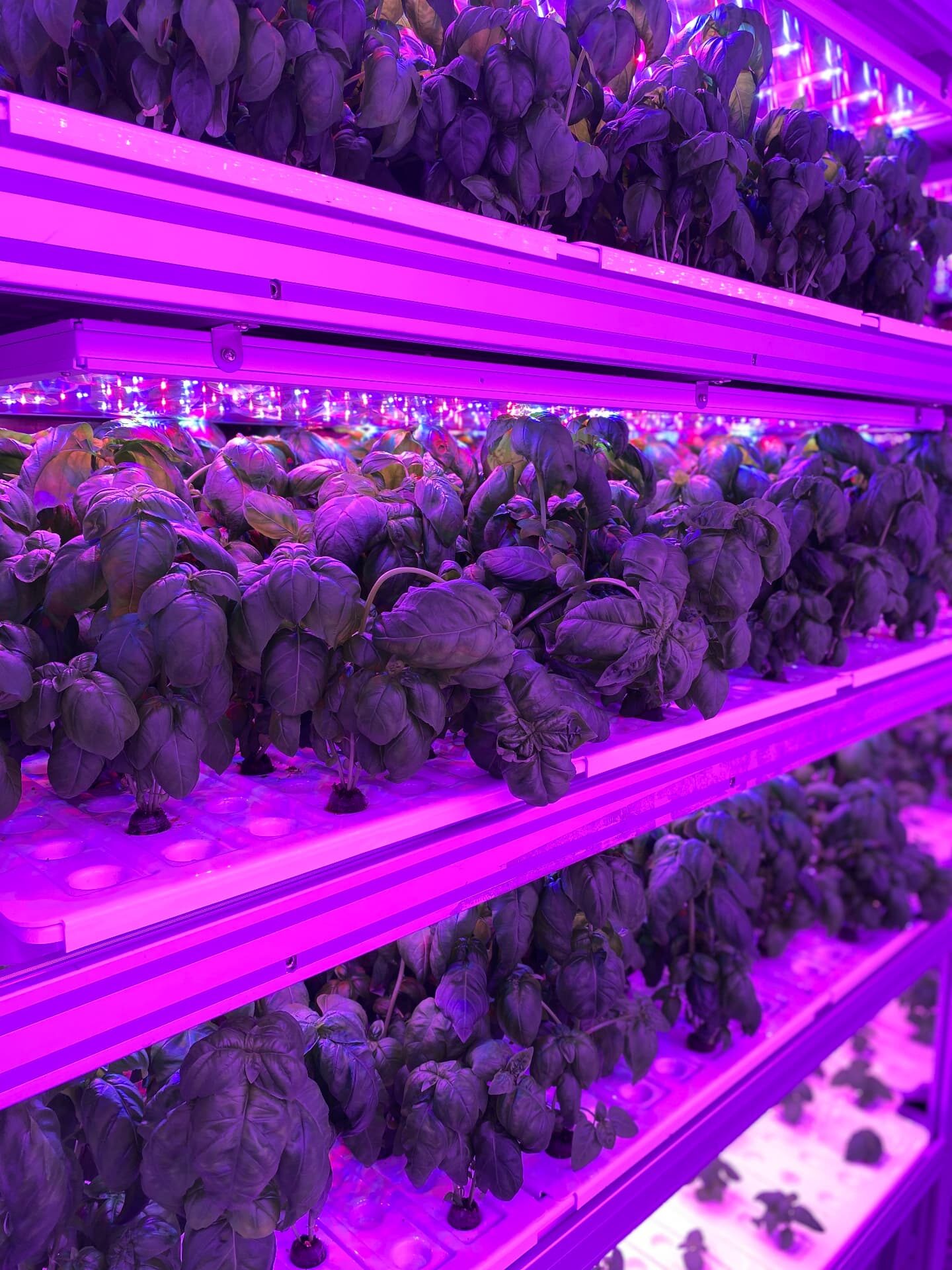 Basil growing on stacked tiers