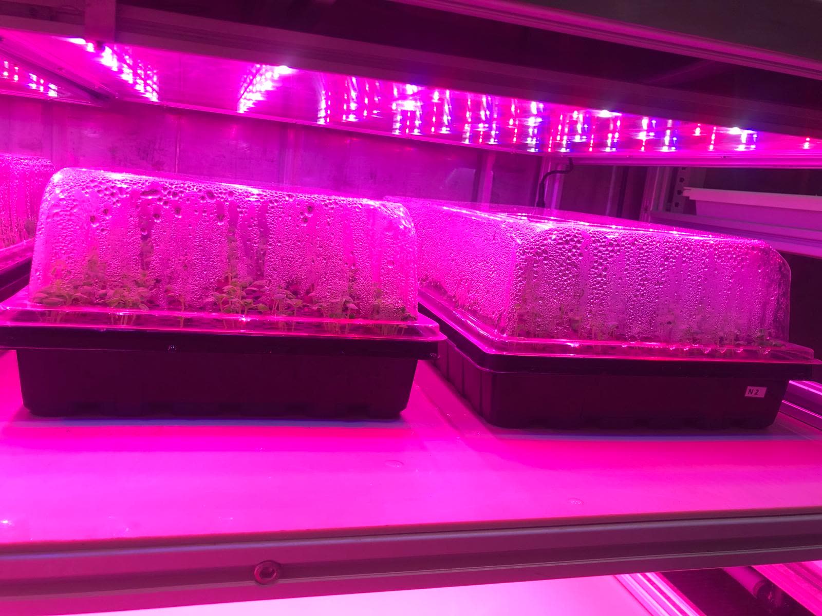 Nursery trays covered with clear humidity domes under pink LED grow lights