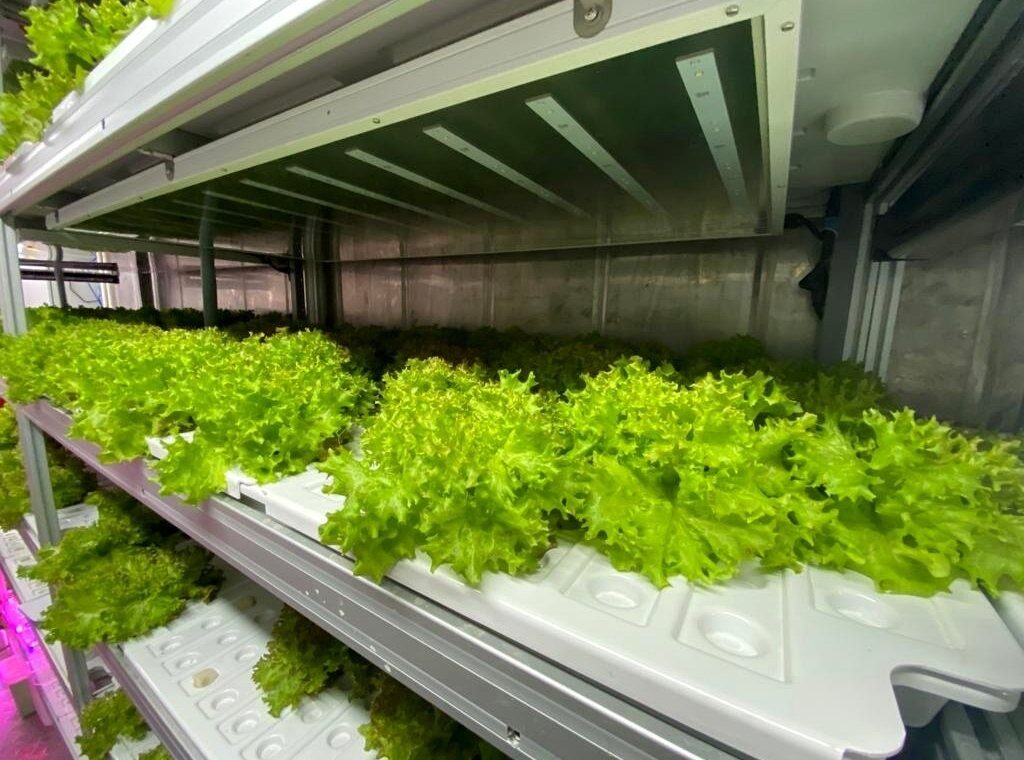 Lettuce in production channels