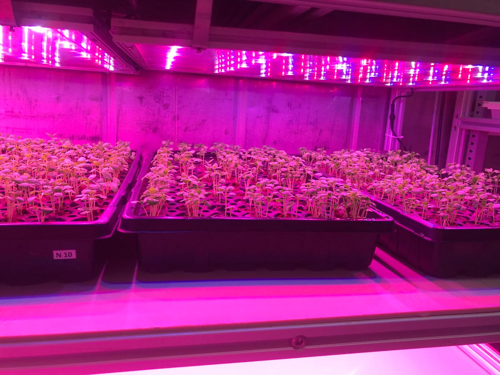 Nursery trays of young seedlings under pink LED grow lights