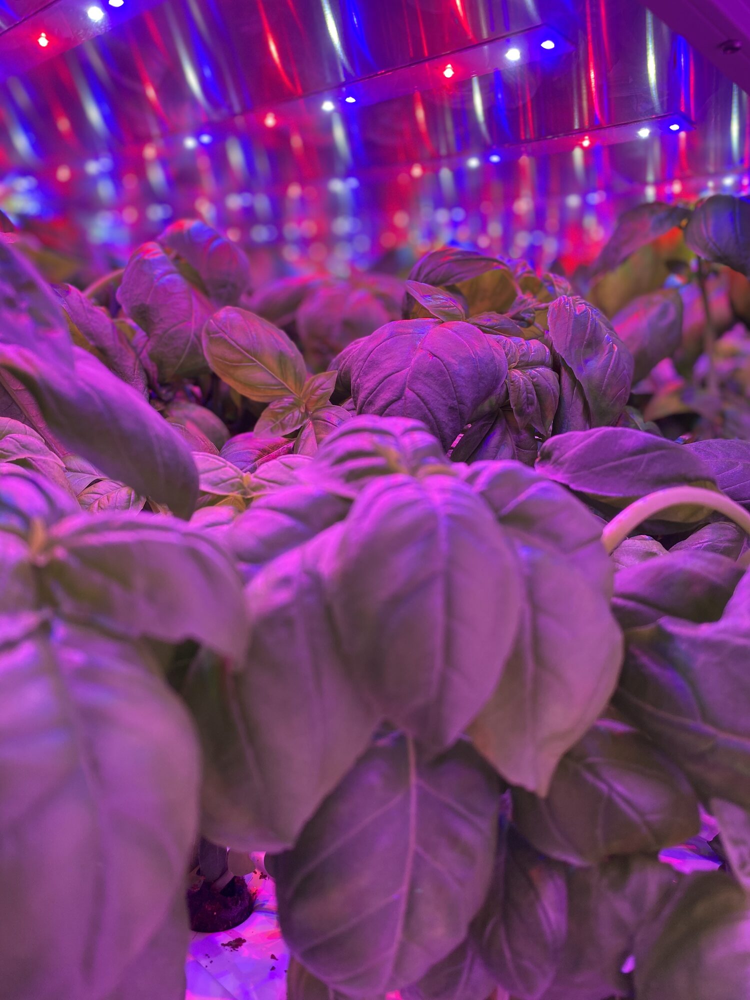 Basil growing under red and blue LED lighting