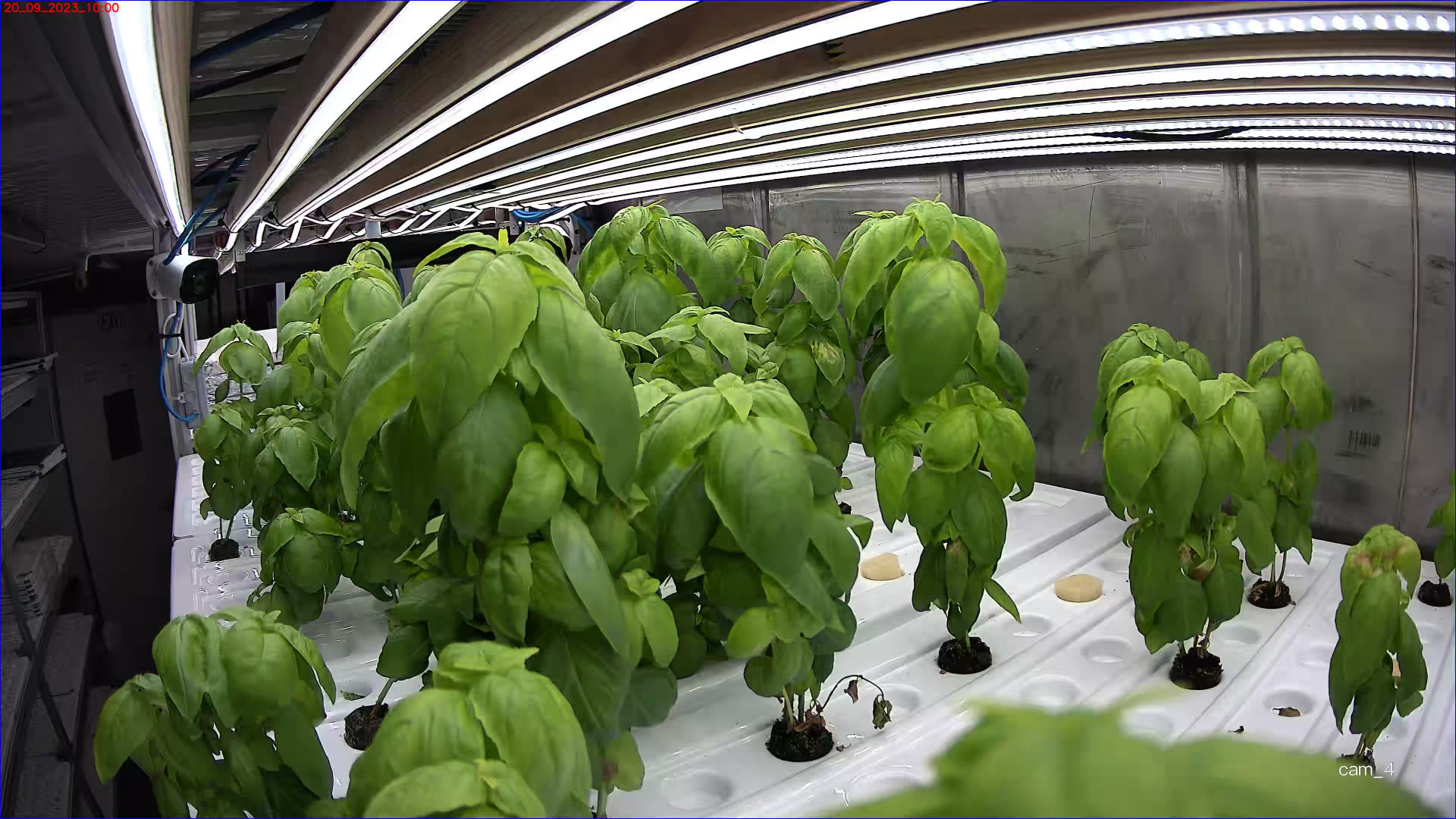 Fixed camera looking over a basil tray under LED bars, timestamped 20 September 2023